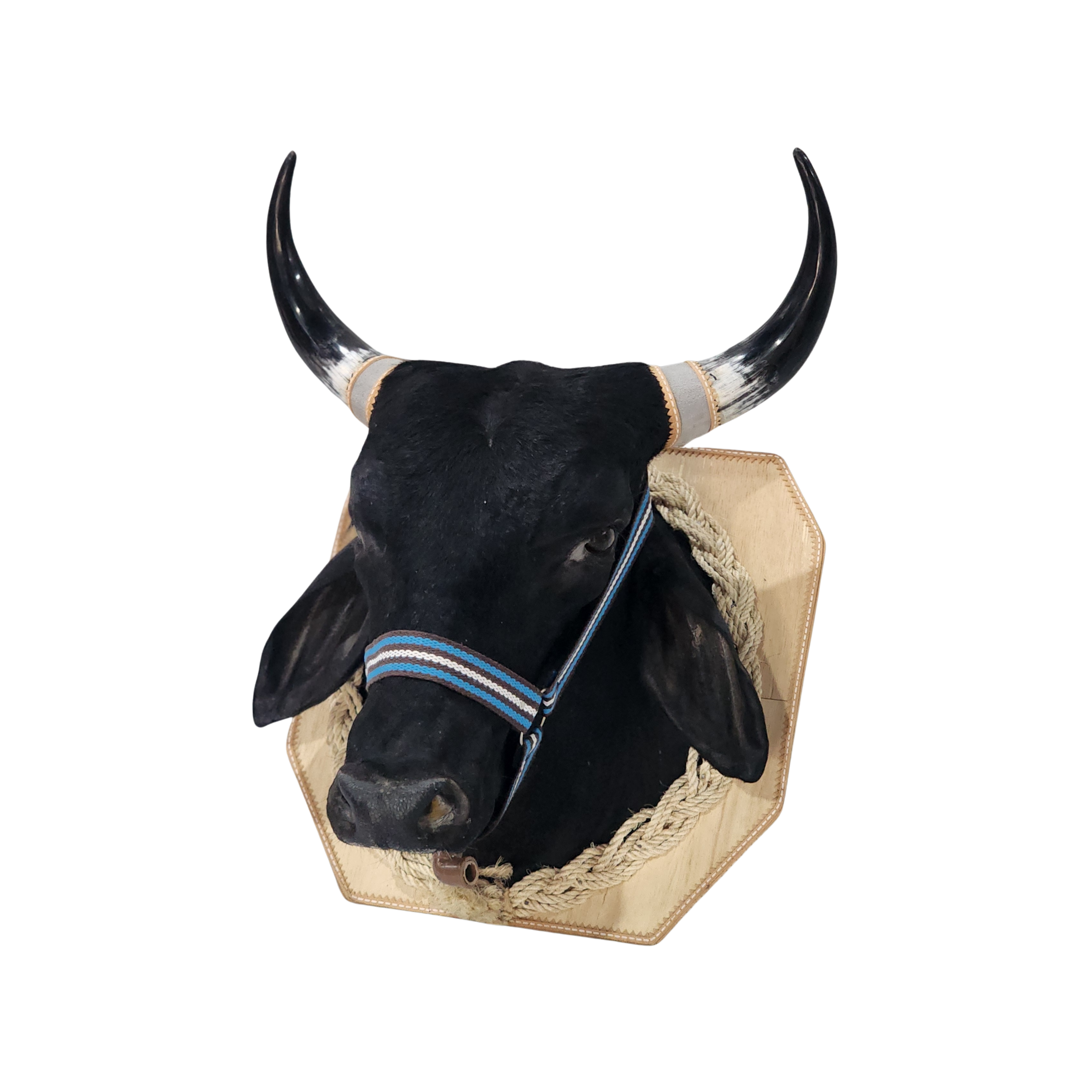 Cabeça de Boi